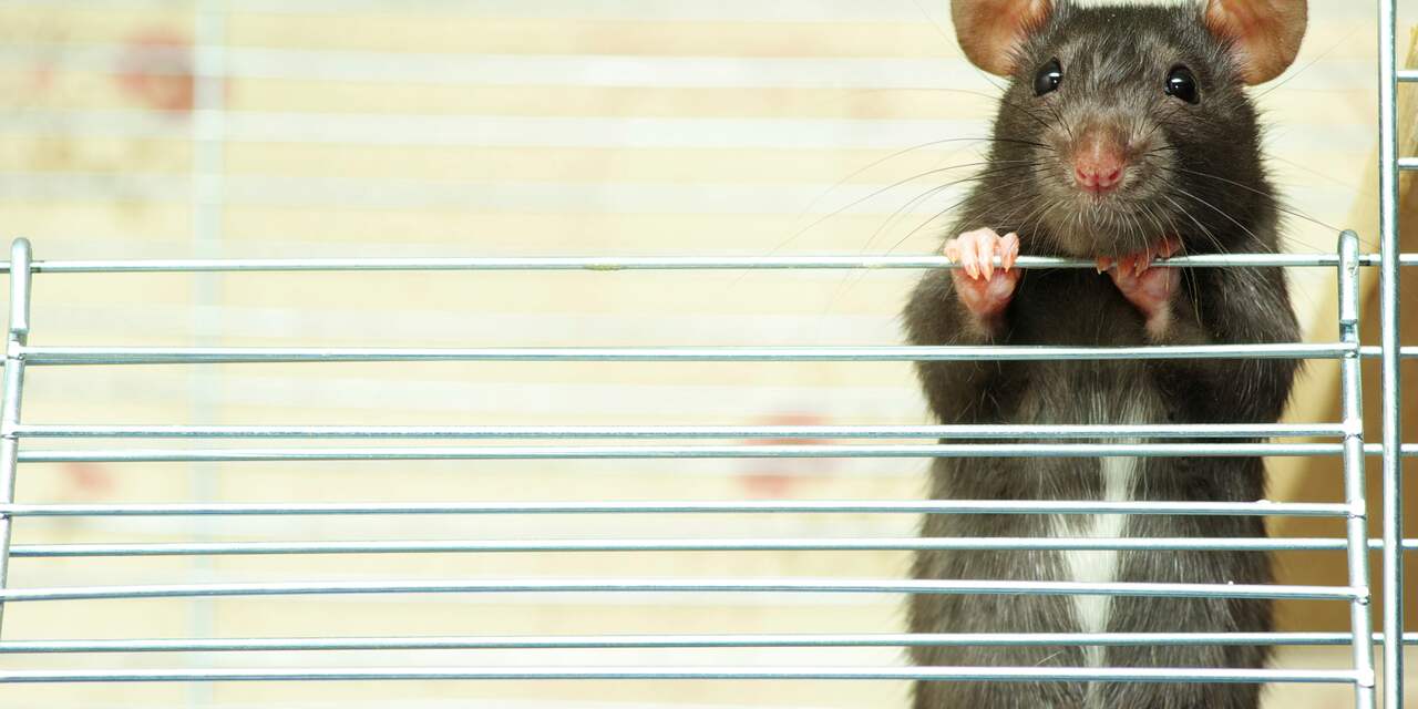 Ratten verdreven meeste Australische diersoorten