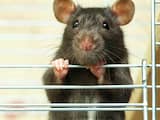 'Ratten gebruiken snorharen als vingers' 