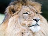 Beroemdste leeuw van Zimbabwe doodgeschoten