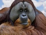 'Orang-oetans vervormen stem door handen bij mond te houden' 