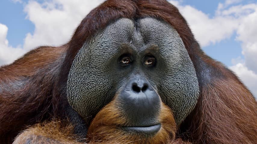 orang-oetan