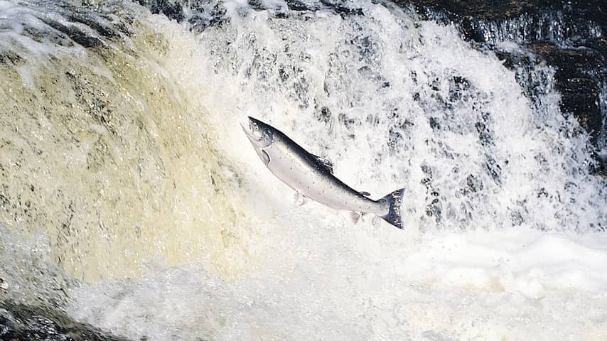 Riviervissen gaan in dramatisch tempo achteruit, onder meer door dammen