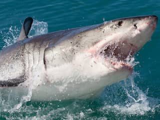 Witte haai bijt Australische tiener dood