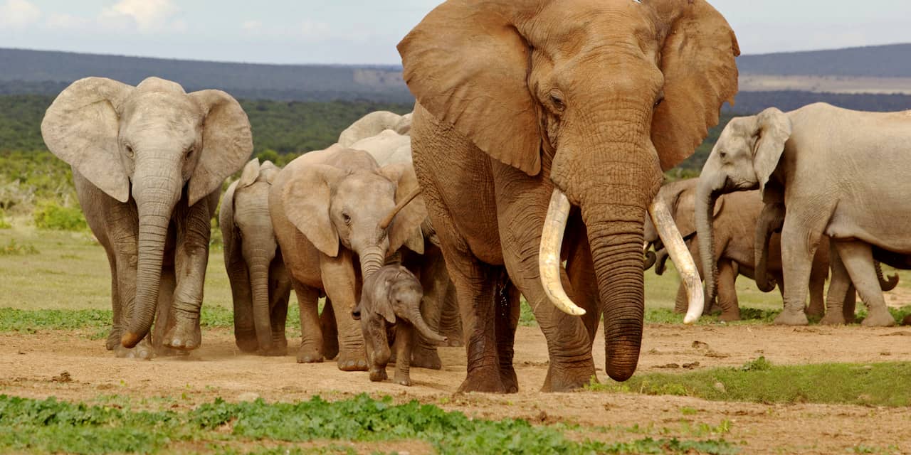 Nog altijd veel olifanten gestroopt in Afrika