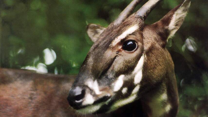 Saola