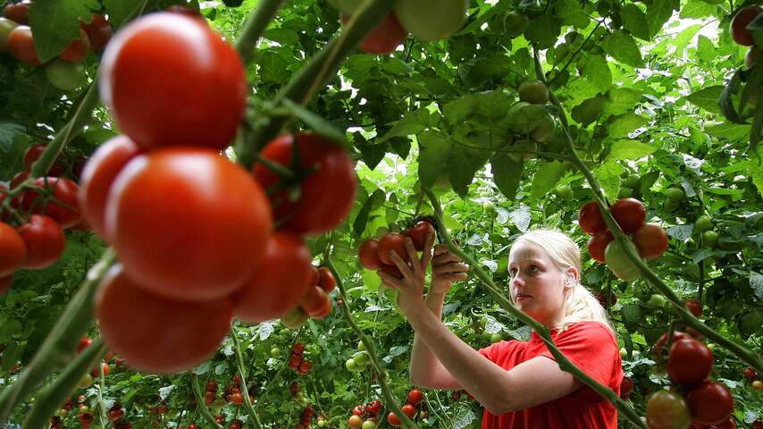 Tomaten