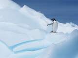 Nieuw warmterecord gevestigd op vasteland Antarctica