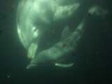 Zondag 29 december: In het Dolfinarium is in de nacht van zaterdag op zondag een dolfijntje geboren. Nooit eerder werd er in Harderwijk een dolfijn in de winter geboren.