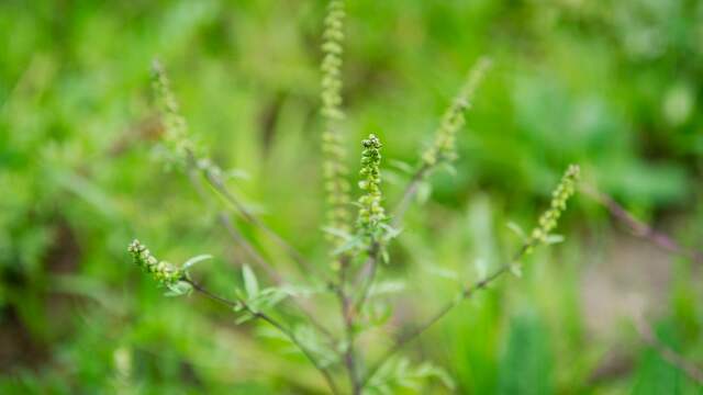 Ambrosiaplant