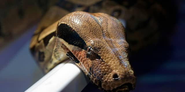 Boa constrictor