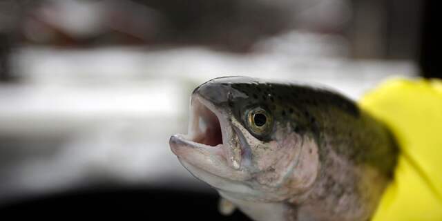Forel