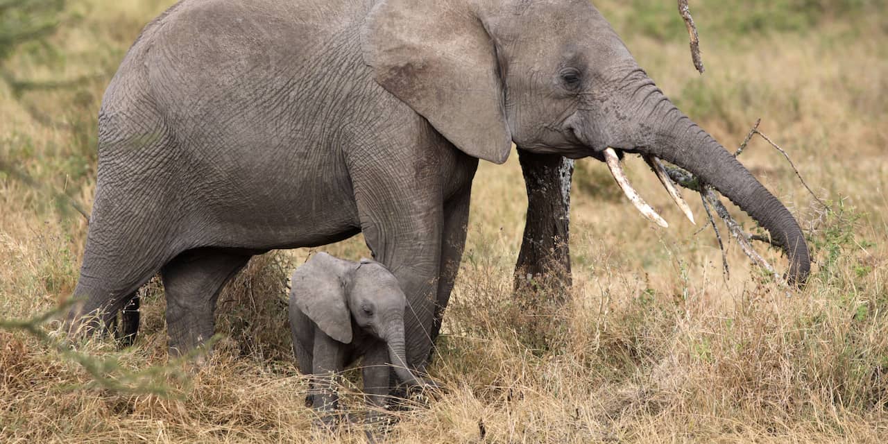 Politie Zimbabwe houdt mannen aan voor olifantenmoorden