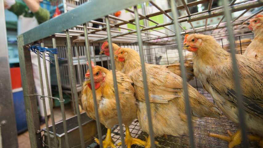Hongkong gaat kippen ruimen na aantreffen vogelgriep