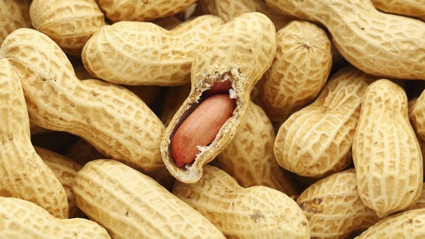 Onderzoekers melden doorbraak bij behandeling van pinda-allergie