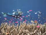 Drie miljoen kubieke meter baggerslib gaat Australië dumpen vlak bij het kwetsbare Great Barrier Reef.