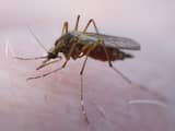 Australische wetenschappers gebruiken drones tegen muggen