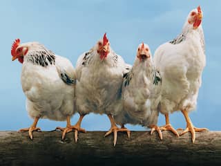 Amsterdam opent opvang voor afgedankte kippen