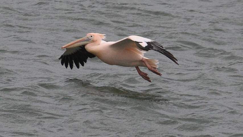 Pelikaan