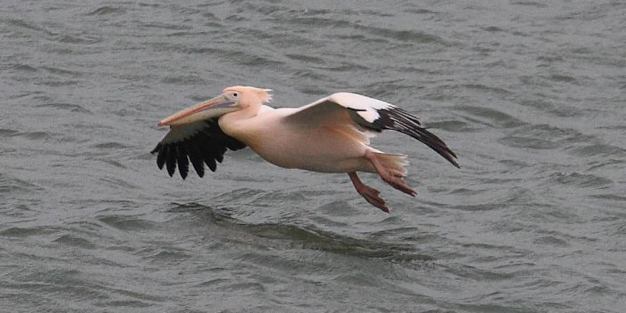 Artis wil extra beveiliging na dood pelikaan