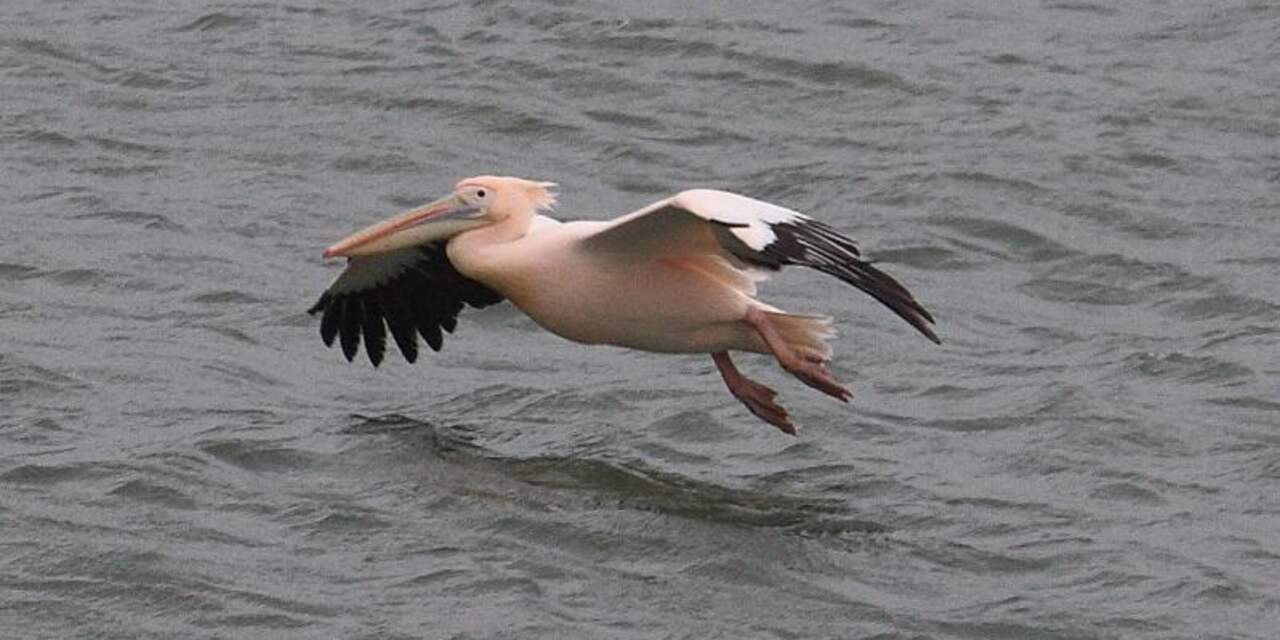 Roze pelikaan gespot in Zeeland