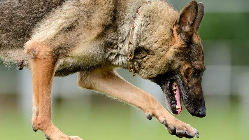 Herder