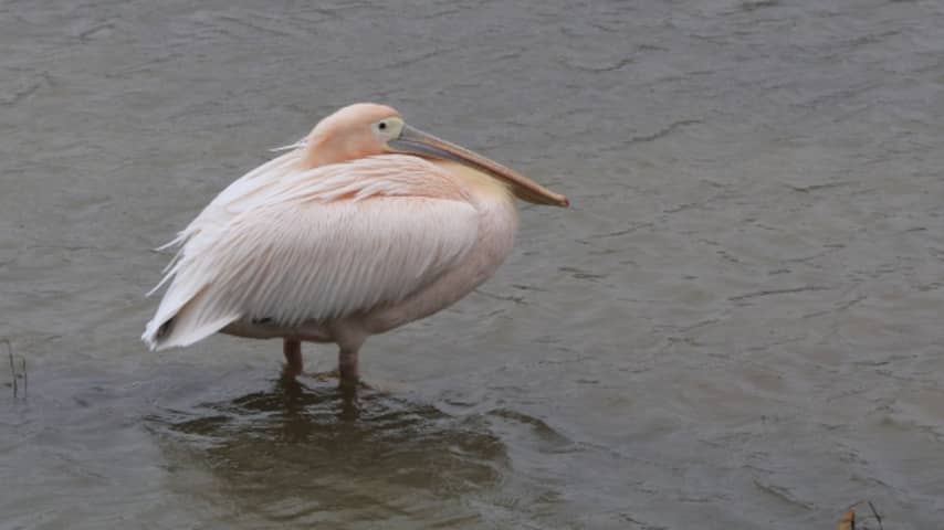 Roze pelikaan gespot in Breda