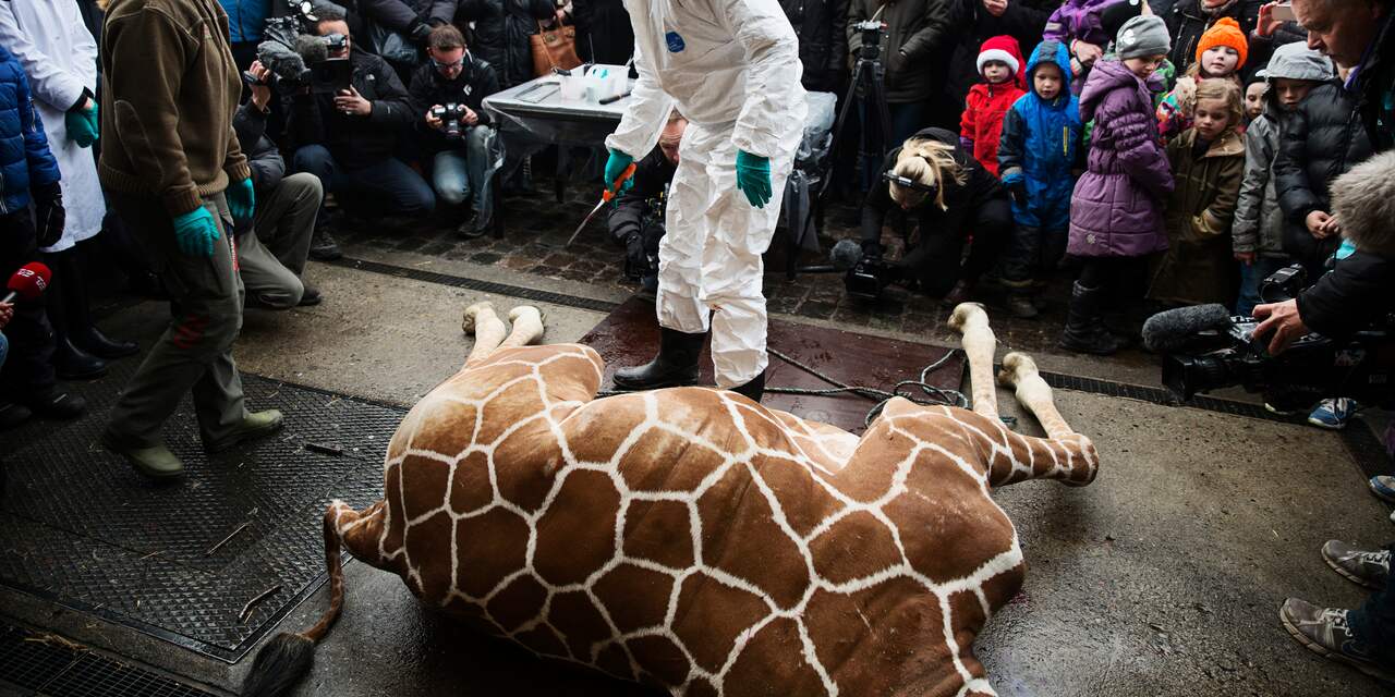 Kijkers Journaal geschokt door doden giraffe