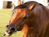 Paarden testen positief op Viagra