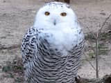 Sneeuwuil in het wildpark in Gangelt