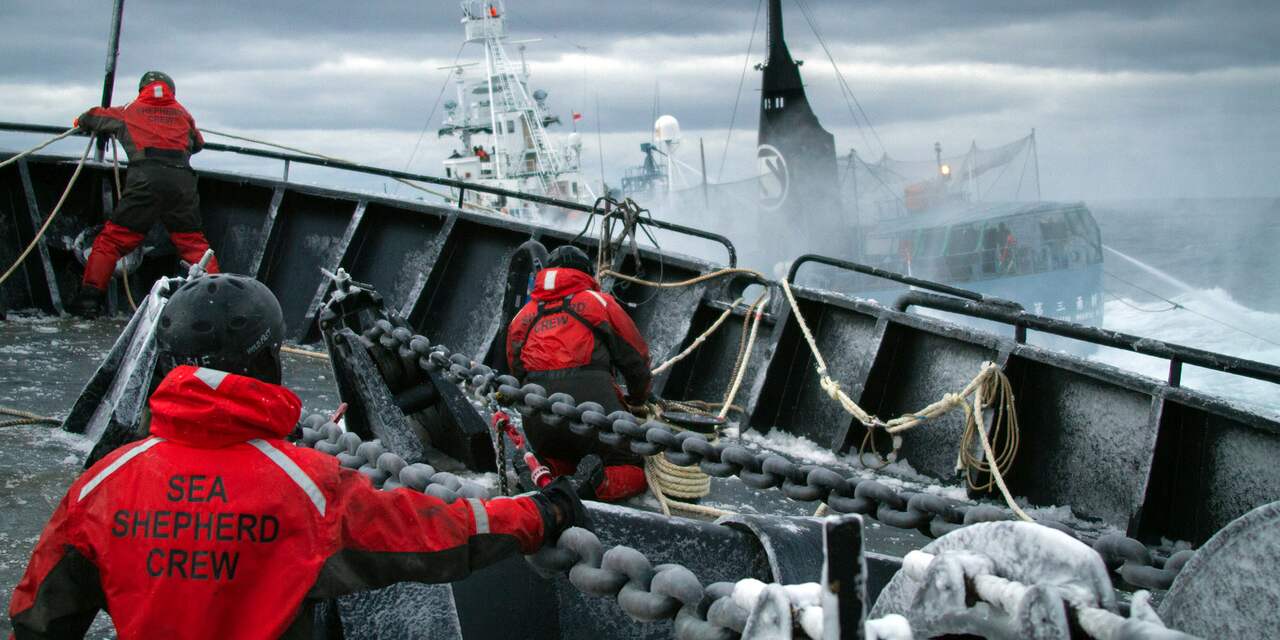 'Weer aanvaring walvisvaarder en Sea Shepherd'