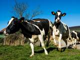 Percentage koeien in de wei blijft gelijk ondanks schaalvergroting