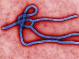 Geen extra maatregelen in Nederland om ebola