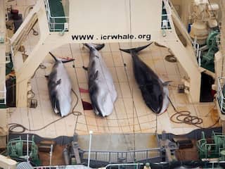 ICJ: walvisjacht Japan niet wetenschappelijk