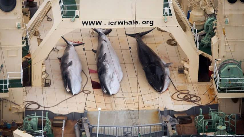 ICJ: walvisjacht Japan niet wetenschappelijk