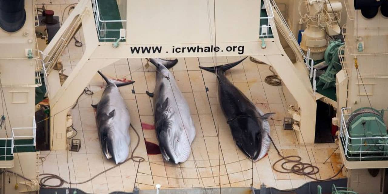 Japanse walvisvaarders varen uit
