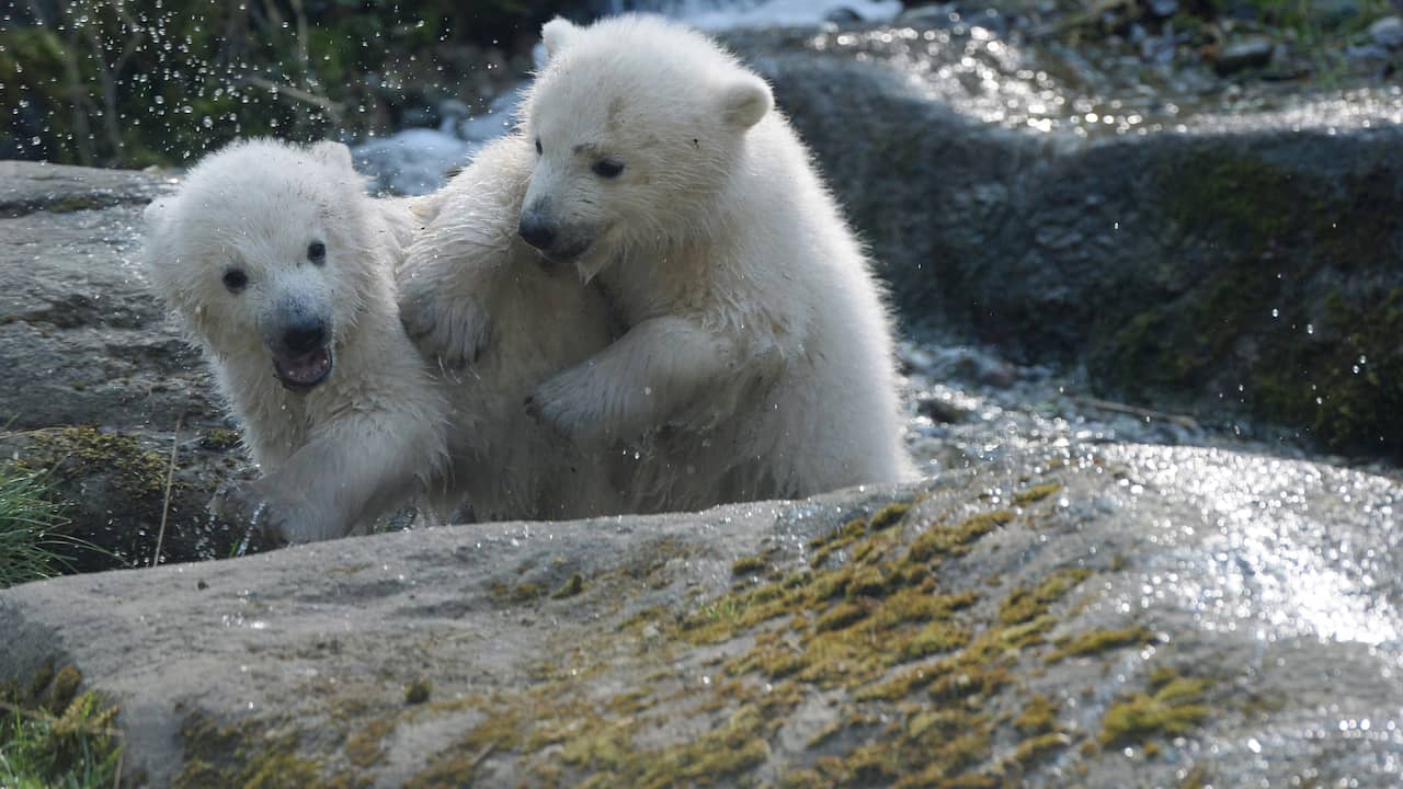 Maandag 7 april: De ijsbeertjes Nobby en Nola spelen in hun verblijf in de Hellabrunn Zoo in München. De tweeling is zestien weken oud en werd maandag gedoopt.