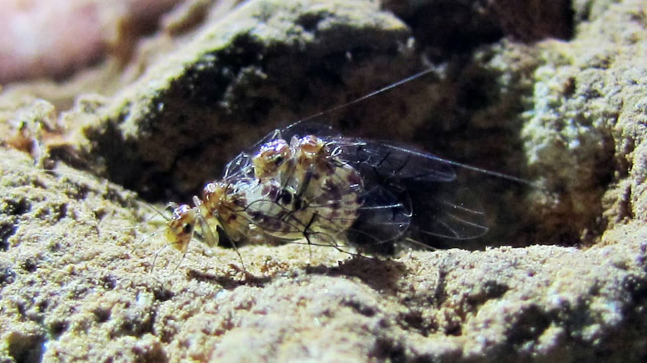 Vrouwelijke insecten met penissen ontdekt in Brazilië | Wetenschap | NU.nl