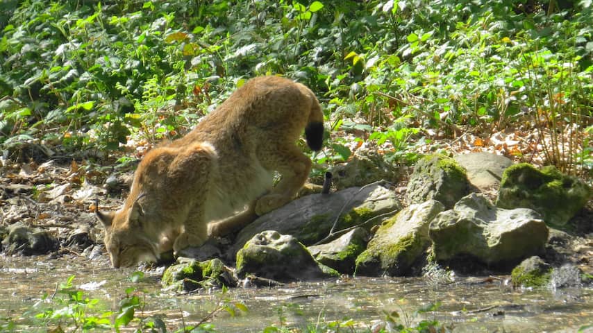 Lynx in Gangelt