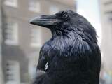 Studie: 'Raven zijn net zo intelligent als mensapen'