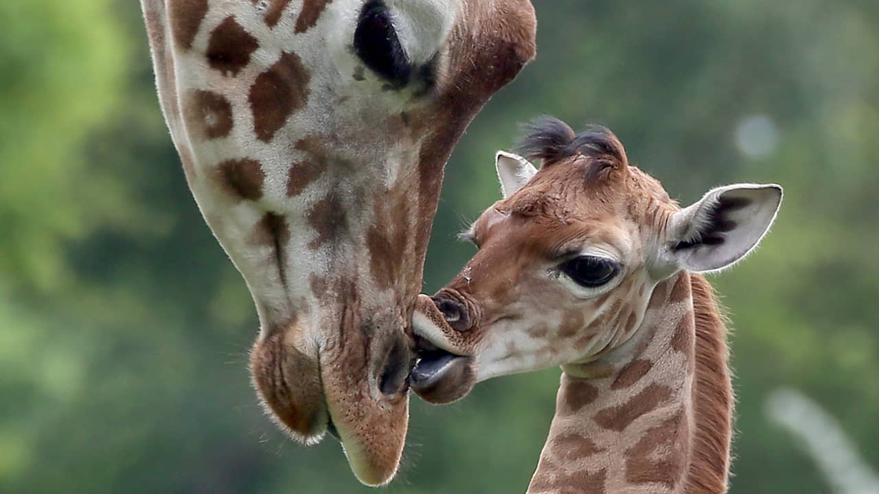 Сколько всего детенышей жирафа родилось за два
