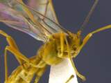 Nieuw ontdekte wespen maken rupsen tot mummies  
