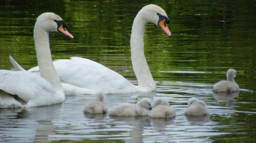 Zwanen familie.