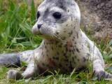 Maandag 12 mei: In dierenpark Boudewijn Seapark in Brugge is zondag een zeehondje geboren. Het dier is 'Conchita' genoemd, naar de Oostenrijkse winnaar van het Eurovisiesongfestival.