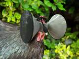 Virtual reality-bril voor kippen geeft idee van meer ruimte
