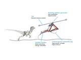 Velociraptor-robot rent supersnel en blijft stabiel