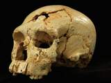 Schedels van primitieve Neanderthalers ontdekt 
