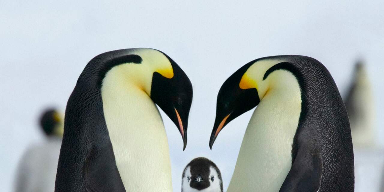 Langste duik van pinguïns per toeval door onderzoekers geregistreerd