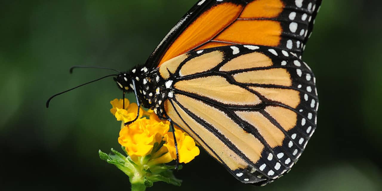 'Monarchvlinders beschikken over magnetisch kompas' 