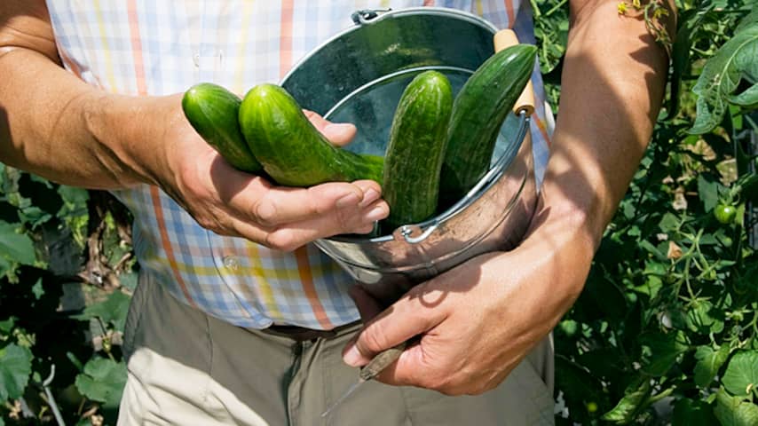 komkommer komkommers tuinder tuinders