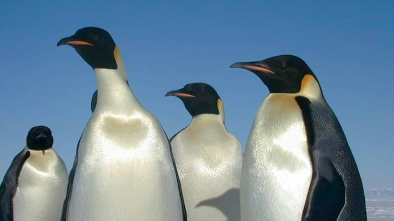 Seksueel gedrag pinguïns schrikt onderzoeker af Opmerkelijk NU.nl
